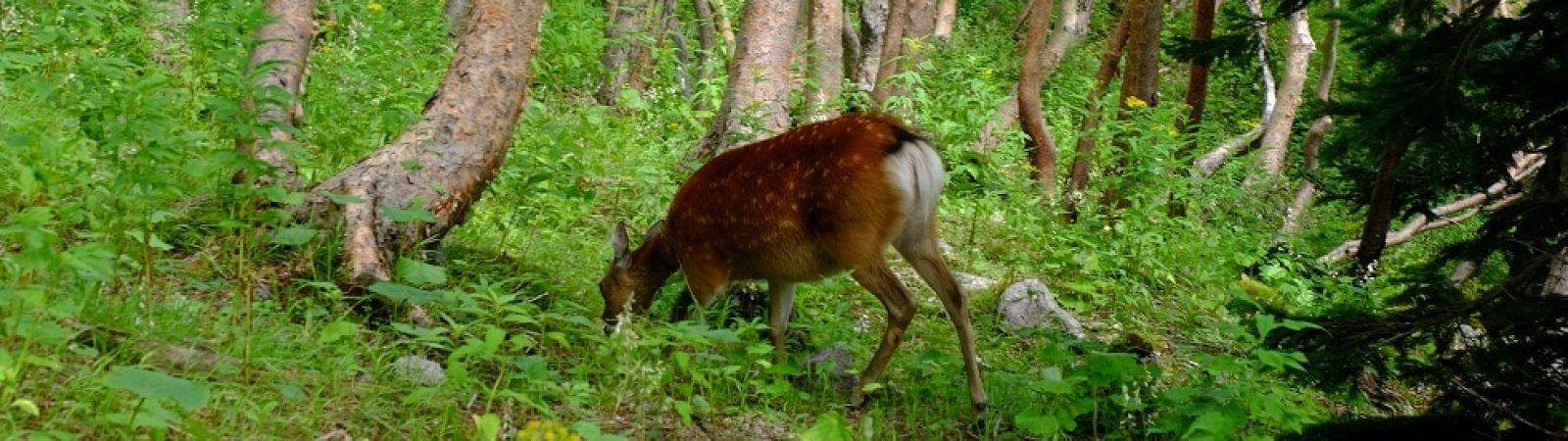 1 Day Hike To Mt Nantai In Nikko 1 day Trip JMGA Guide