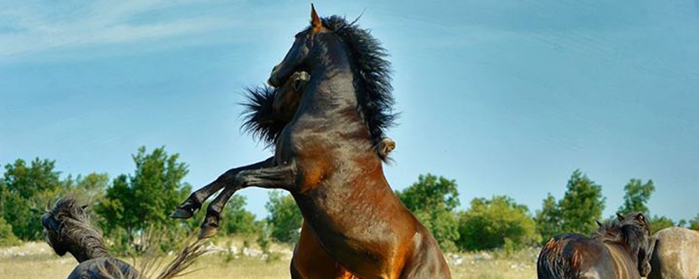 Day Hike To The Top Of Cabulja And Through The Territory Of The Wild Horses Near Mostar 1 Day Trip Certified Leader